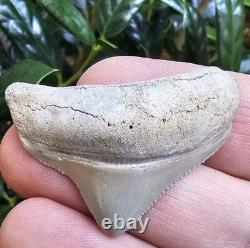 Lee Creek Posterior Megalodon Shark Tooth Fossil