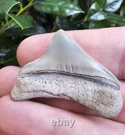Lee Creek Posterior Megalodon Shark Tooth Fossil