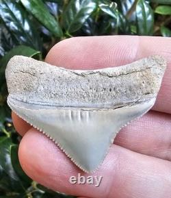 Lee Creek Posterior Megalodon Shark Tooth Fossil