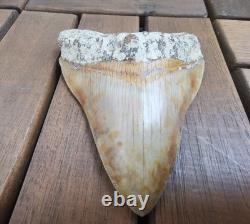 Leopard spotted Megalodon fossil tooth 4.1 (10.3cm) long x 3.22(8.2cm) wide