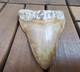 Leopard Spotted Megalodon Fossil Tooth 4.1 (10.3cm) Long X 3.22(8.2cm) Wide