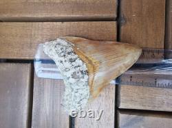 Leopard spotted Megalodon fossil tooth 4.1 (10.3cm) long x 3.22(8.2cm) wide