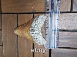 Leopard spotted Megalodon fossil tooth 4.1 (10.3cm) long x 3.22(8.2cm) wide