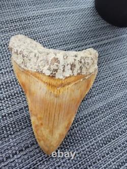 Leopard spotted Megalodon fossil tooth 4.1 (10.3cm) long x 3.22(8.2cm) wide