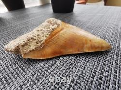 Leopard spotted Megalodon fossil tooth 4.1 (10.3cm) long x 3.22(8.2cm) wide