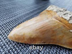 Leopard spotted Megalodon fossil tooth 4.1 (10.3cm) long x 3.22(8.2cm) wide