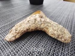 Leopard spotted Megalodon fossil tooth 4.1 (10.3cm) long x 3.22(8.2cm) wide