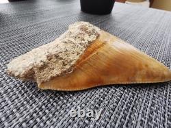 Leopard spotted Megalodon fossil tooth 4.1 (10.3cm) long x 3.22(8.2cm) wide