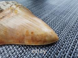 Leopard spotted Megalodon fossil tooth 4.1 (10.3cm) long x 3.22(8.2cm) wide