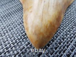 Leopard spotted Megalodon fossil tooth 4.1 (10.3cm) long x 3.22(8.2cm) wide