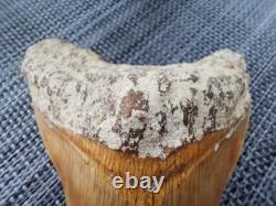 Leopard spotted Megalodon fossil tooth 4.1 (10.3cm) long x 3.22(8.2cm) wide