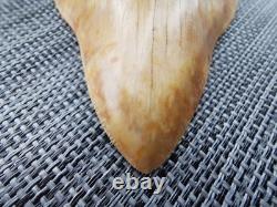 Leopard spotted Megalodon fossil tooth 4.1 (10.3cm) long x 3.22(8.2cm) wide