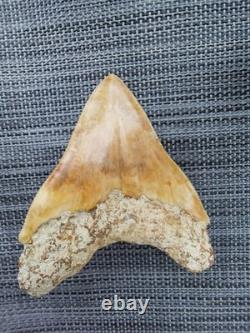 Leopard spotted Megalodon fossil tooth 4.1 (10.3cm) long x 3.22(8.2cm) wide