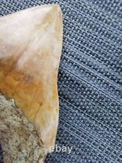 Leopard spotted Megalodon fossil tooth 4.1 (10.3cm) long x 3.22(8.2cm) wide