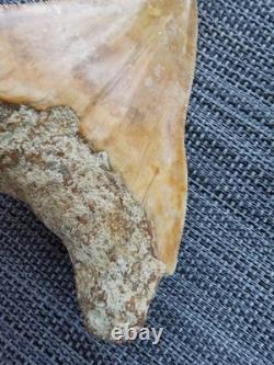 Leopard spotted Megalodon fossil tooth 4.1 (10.3cm) long x 3.22(8.2cm) wide