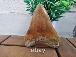 Leopard spotted Megalodon fossil tooth 4.1 (10.3cm) long x 3.22(8.2cm) wide
