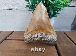 Leopard spotted Megalodon fossil tooth 4.1 (10.3cm) long x 3.22(8.2cm) wide