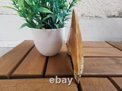 Leopard spotted Megalodon fossil tooth 4.1 (10.3cm) long x 3.22(8.2cm) wide