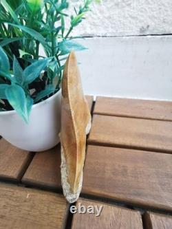 Leopard spotted Megalodon fossil tooth 4.1 (10.3cm) long x 3.22(8.2cm) wide