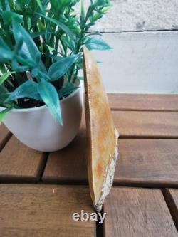 Leopard spotted Megalodon fossil tooth 4.1 (10.3cm) long x 3.22(8.2cm) wide