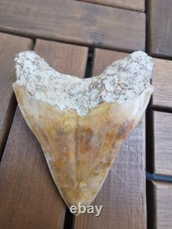 Leopard spotted Megalodon fossil tooth 4.1 (10.3cm) long x 3.22(8.2cm) wide