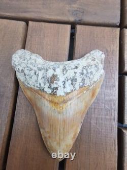 Leopard spotted Megalodon fossil tooth 4.1 (10.3cm) long x 3.22(8.2cm) wide