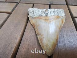 Leopard spotted Megalodon fossil tooth 4.1 (10.3cm) long x 3.22(8.2cm) wide