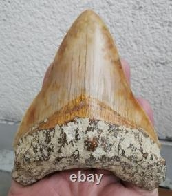 Leopard spotted Megalodon fossil tooth 4.1 (10.3cm) long x 3.22(8.2cm) wide