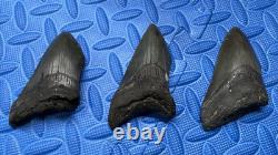 Lot of 3 megalodon shark tooth fossil from SC river systems