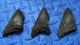 Lot Of 3 Megalodon Shark Tooth Fossil From Sc River Systems