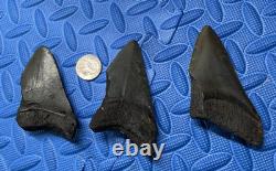 Lot of 3 megalodon shark tooth fossil from SC river systems