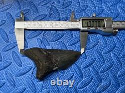 Lot of 3 megalodon shark tooth fossil from SC river systems