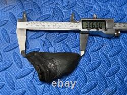Lot of 3 megalodon shark tooth fossil from SC river systems