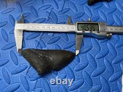 Lot of 3 megalodon shark tooth fossil from SC river systems