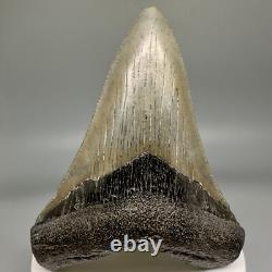 Lower Jaw 3.41 Fossil MEGALODON Shark Tooth USA Cool Shape, Nice Tooth
