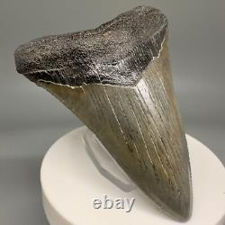 Lower Jaw 3.41 Fossil MEGALODON Shark Tooth USA Cool Shape, Nice Tooth