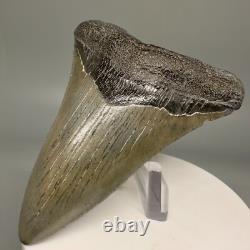 Lower Jaw 3.41 Fossil MEGALODON Shark Tooth USA Cool Shape, Nice Tooth
