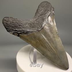Lower Jaw 3.41 Fossil MEGALODON Shark Tooth USA Cool Shape, Nice Tooth