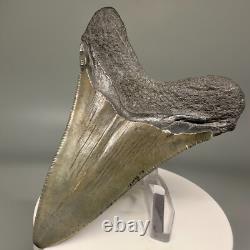 Lower Jaw 3.41 Fossil MEGALODON Shark Tooth USA Cool Shape, Nice Tooth