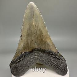 Lower Jaw 3.41 Fossil MEGALODON Shark Tooth USA Cool Shape, Nice Tooth