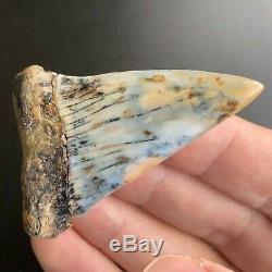 MAKO FOSSIL 2.6 In. Bakersfield Shark Tooth Hill Megalodon Teeth Era