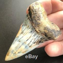 MAKO FOSSIL 2.6 In. Bakersfield Shark Tooth Hill Megalodon Teeth Era