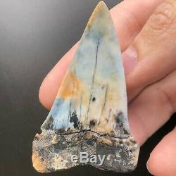 MAKO FOSSIL 2.6 In. Bakersfield Shark Tooth Hill Megalodon Teeth Era