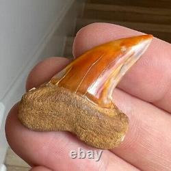 MAKO FOSSIL Shark Tooth? 1.6 BAKERSFIELD? Sharktooth Hill Megalodon Teeth Era