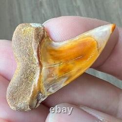 MAKO FOSSIL Shark Tooth? 1.6 BAKERSFIELD? Sharktooth Hill Megalodon Teeth Era