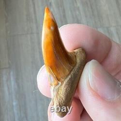 MAKO FOSSIL Shark Tooth? 1.6 BAKERSFIELD? Sharktooth Hill Megalodon Teeth Era