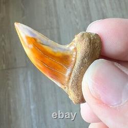 MAKO FOSSIL Shark Tooth? 1.6 BAKERSFIELD? Sharktooth Hill Megalodon Teeth Era