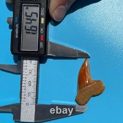 MAKO FOSSIL Shark Tooth? 1.6 BAKERSFIELD? Sharktooth Hill Megalodon Teeth Era