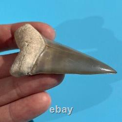 MAKO FOSSIL Shark Tooth? 2.73 BONE VALLEY GEM? Megalodon Shark Teeth Era