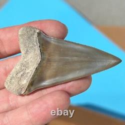 MAKO FOSSIL Shark Tooth? 2.73 BONE VALLEY GEM? Megalodon Shark Teeth Era
